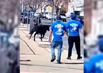 뉴욕도살장 탈출 송아지 목숨 건져..브루클린 질주(영상)