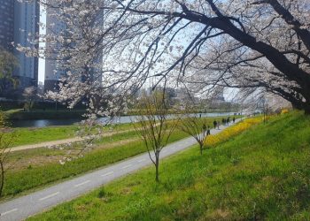 “광주천·영산강서 봄꽃 즐기세요”