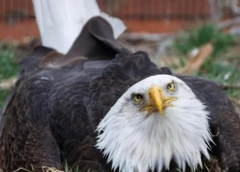 “안타까운 모성” 알로 착각 ‘돌멩이’ 품고 있어(영상)