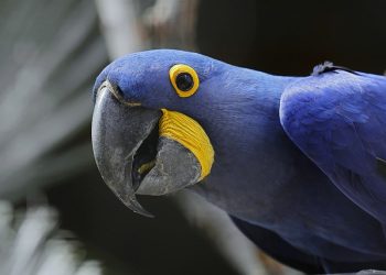 살인현장 목격 앵무새, 범인 이름 반복해 지목