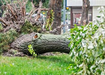 강풍 LA 거대 고목들 힘 없이 쓰러져 “위험천만”