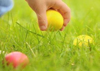 “백악관 에그헌트 행사, 달걀 사용하지 말아야”PETA 촉구