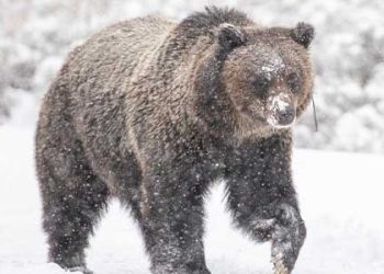 겨울 잠 깨어난 옐로우스톤 그리즐리 베어