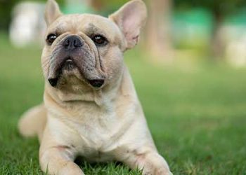 ‘프렌치 불독’ 인기 1위.. 키우기 적합한 애완견은?