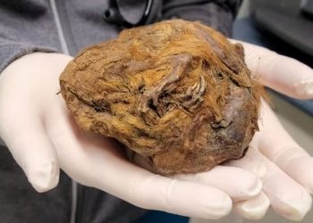 털뭉치는 겨울잠 자다 미라된 3만년전 다람쥐