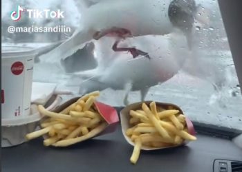 갈매기떼 공습, 감자튀김에 차 유리창 깨트려(영상)