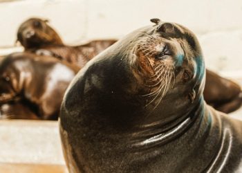 샌디에고 프리웨이서 구조 바다사자…안락사(영상)