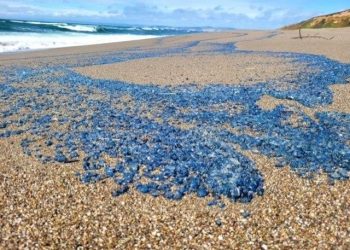 “만지지 마세요” 남가주 해변 괴생명체 수천마리 몰려와