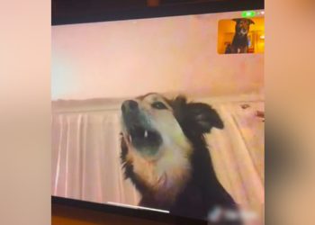 개들끼리 페이스타임…스크린 친구 보고 하울링(영상)