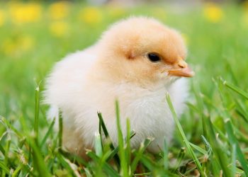 병아리 산 채로 에어프라이에 튀기려 한 미 대학생