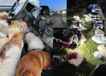 차 안에서 발견된 개·고양이 사체 40구… 미국 분노