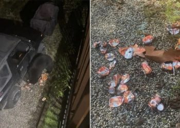 ‘꺼억’ 주택침입 곰, 소다 69캔 원샷하고 돌아가(영상)