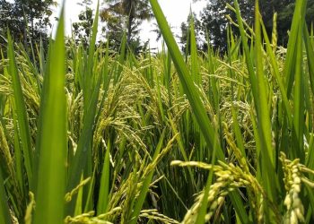 “올해 국제 쌀 부족분 870만톤…20년 만에 최대치”