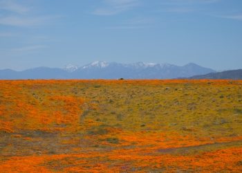 남가주 곳곳 파피꽃 등 야생화 절정..알러지 유행 우려