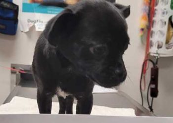 쓰레기 버리듯 강아지 던져 버린 LA 남성의 최후