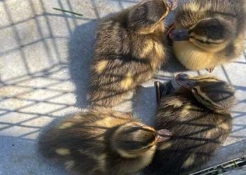 배수로에 빠진 아기 오리 구조.. 어미 품에 전달