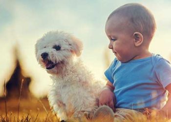 “개·고양이 키우면 어린이 식품 알레르기 발생률 낮춰”