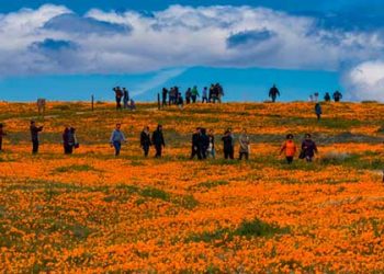 “미쳤네~” 올봄 파피꽃 역대급 초슈퍼블룸..어디가서 볼까