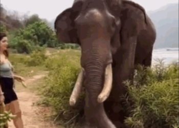 ‘먹을 걸로 장난치지 말랬지’ 코끼리의 분노(영상)