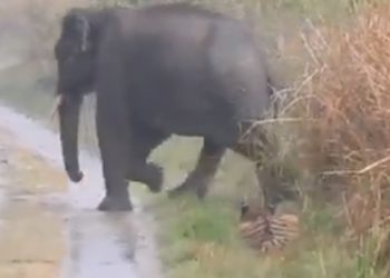 “지나가세요”코끼리 만나자 납작 엎드린 호랑이(영상)