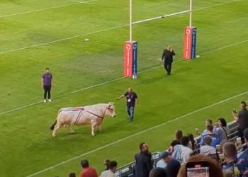 “황소 뛰어든 럭비 경기장 대소동”(영상)