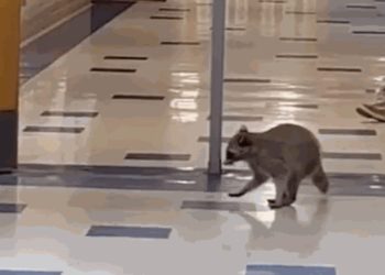 “가오갤 찍는 줄” 라쿤 떼 습격 받는 고등학교(영상)