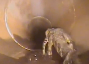 빗물 배관에 악어가…팟홀 조사하다 경악(영상)