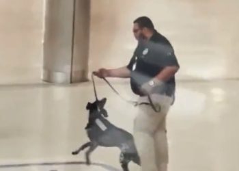 TSA 요원, 공항서 탐지견 학대 영상 확산(영상)