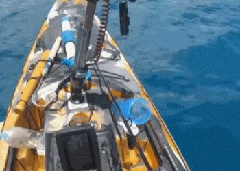 하와이서 낚시 중 뱀상어 습격 받은 남성 (영상)