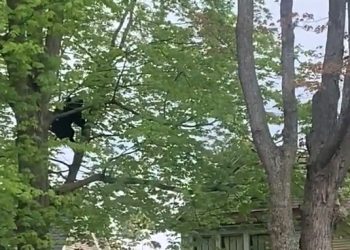 주택가 깜짝 등장 흑곰, 마취총 맞고 추락(영상)