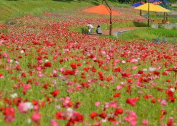 [한국 가면 여기] ‘100억 송이 꽃길’..”백만송이 백만송이 꽃은 지고~”