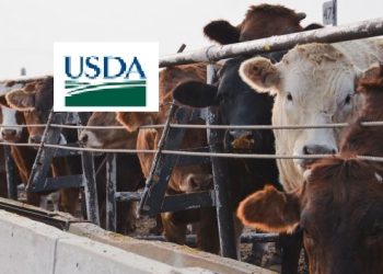 미국 의문의 광우병 …사우스캐롤라이나 도축장서 감염 소 발견