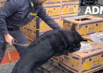 탐지견 활약 바나나 박스서 코카인3톤 적발(영상)