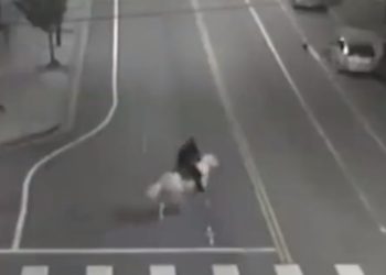 카우보이 변신 경찰, 우리 탈출한 말 구조(영상)