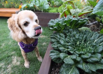 ‘강아지냐, 고양이냐’…반려동물 보면 가족성향 보인다