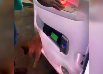 인형뽑기 성공했는데…고양이 걸어 나와(영상)