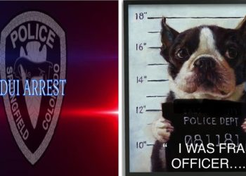 DUI 걸리자 옆자리 반려견과 자리 바꾼 황당 운전자