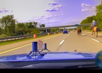 목장탈출 소 프리웨이 질주…올가미 던져 포획(영상)