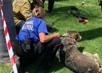 싱크홀에 빠진 애완견 극적 구조