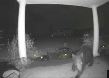 “딩동” 초인종 장난 친 범인 알고 보니..(영상)