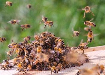 LAPD 경관 벌떼 공격에 쓰러져