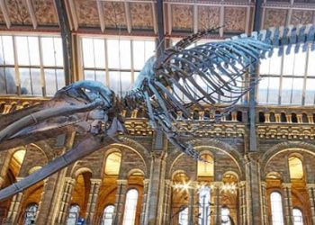 LA 박물관들 7월부터 입장료 인상..라브레아타르핏 등