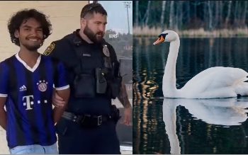 백조 가족 잡아먹은 뉴욕 10대들 “오리인 줄”(영상)