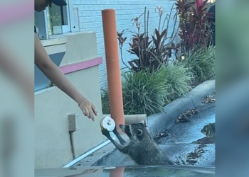 드라이브 스루서 도넛 받아먹는 라쿤(영상)