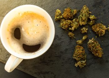 커피숍에서도 마리화나 판매한다…암스테르담식 마리화나 카페 허용 법안 통과