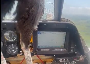 조종석 충돌한 콘도르…조종사는 피투성이(영상)