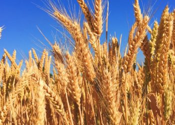 “올해 미국 전역 겨울밀 3분의 1 폐기 전망”…60년만의 밀 흉작