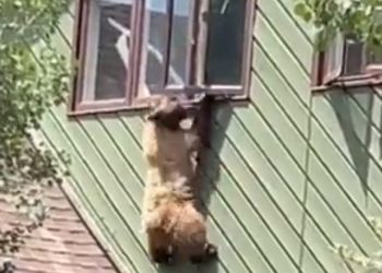 배고픈 곰, 벽 타고 2층창문으로 침입(영상)