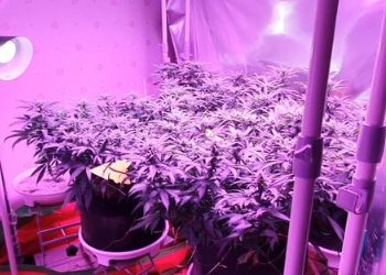 샌프란 공항 UA직원, 승객수하물서 3년간 마리화나 훔쳐 팔아