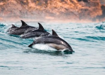 남가주 해안서 돌고래, 바다사자 떼죽음..1주일새  1000여건